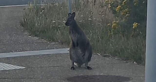 Runaway wallabies spark police chase spanning 2 countries 