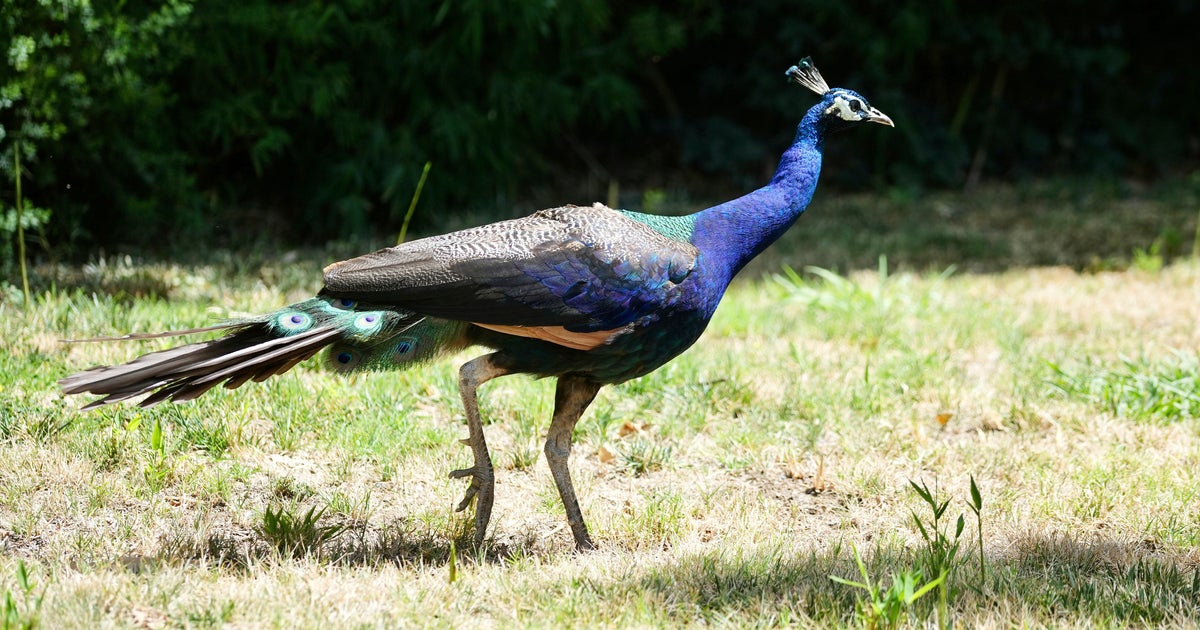 Staff at Sacramento-area hotel believe dozens of missing peackocks were stolen 