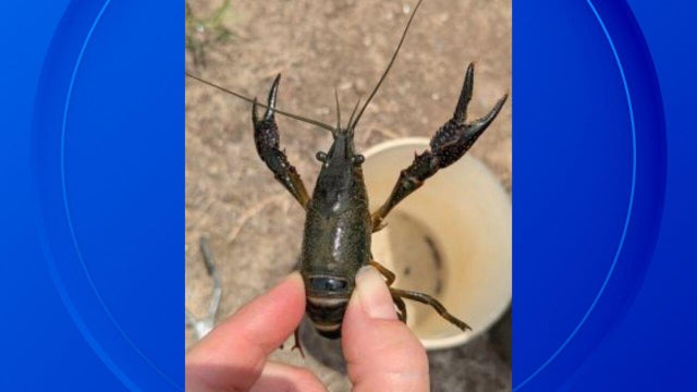 red-swamp-crayfish.jpg 