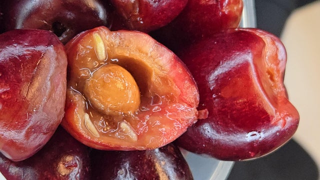 european-cherry-fruit-fly.jpg 