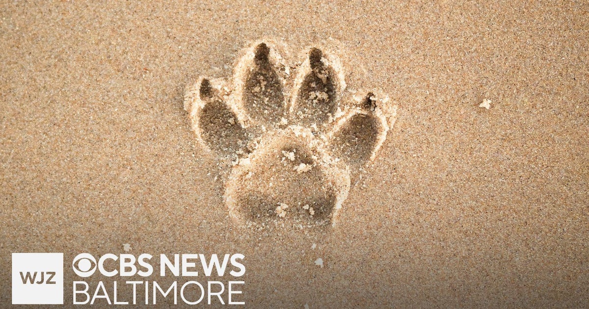 Maryland man sentenced for pet selling fraud scheme 