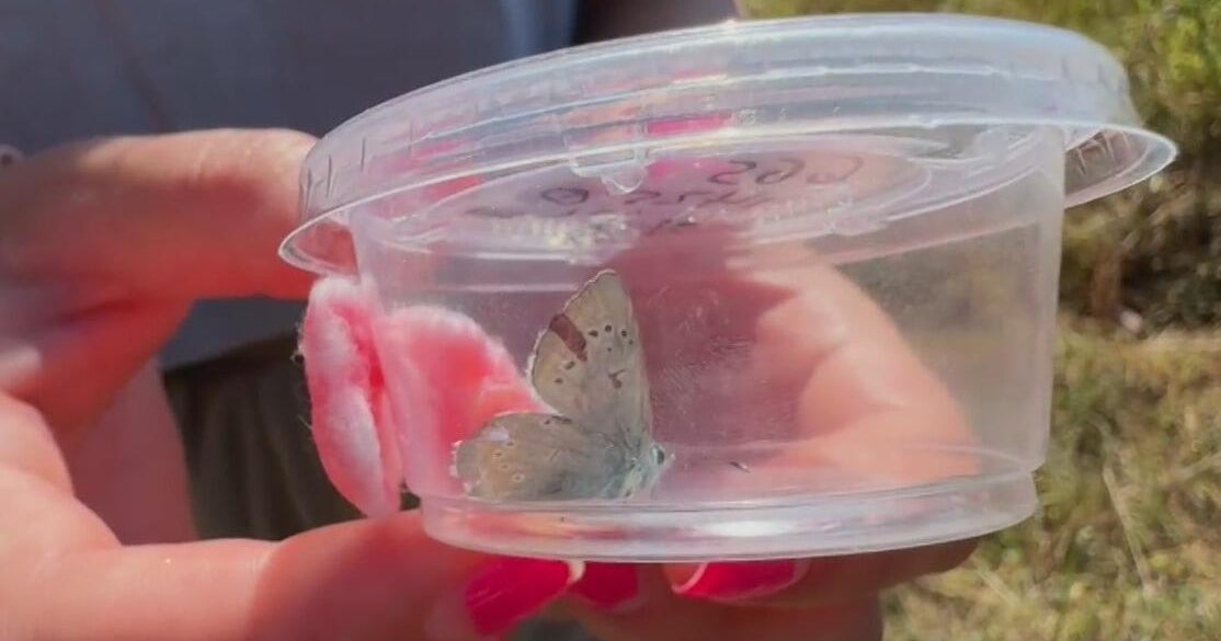 Relative of extinct Xerces butterfly helps restore California habitat destroyed in its demise 