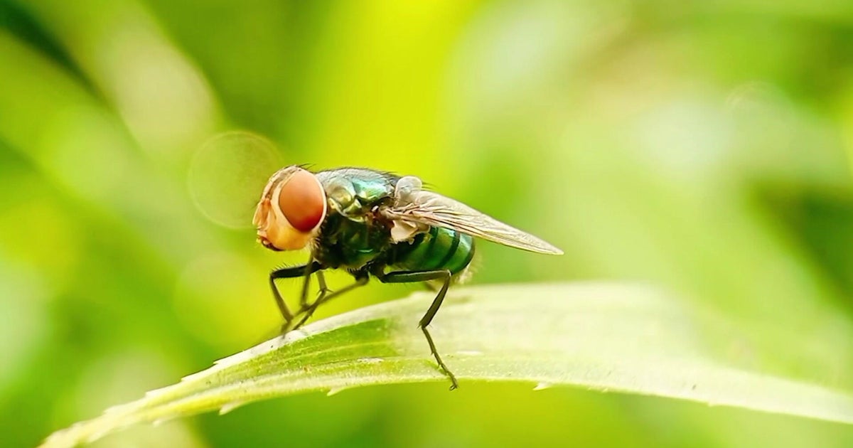 Texas is launching new traps to help fight off the New World Screwworm population. 