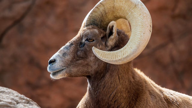 Close-up of goat,Saguaro National Park,Arizona,United States,USA 