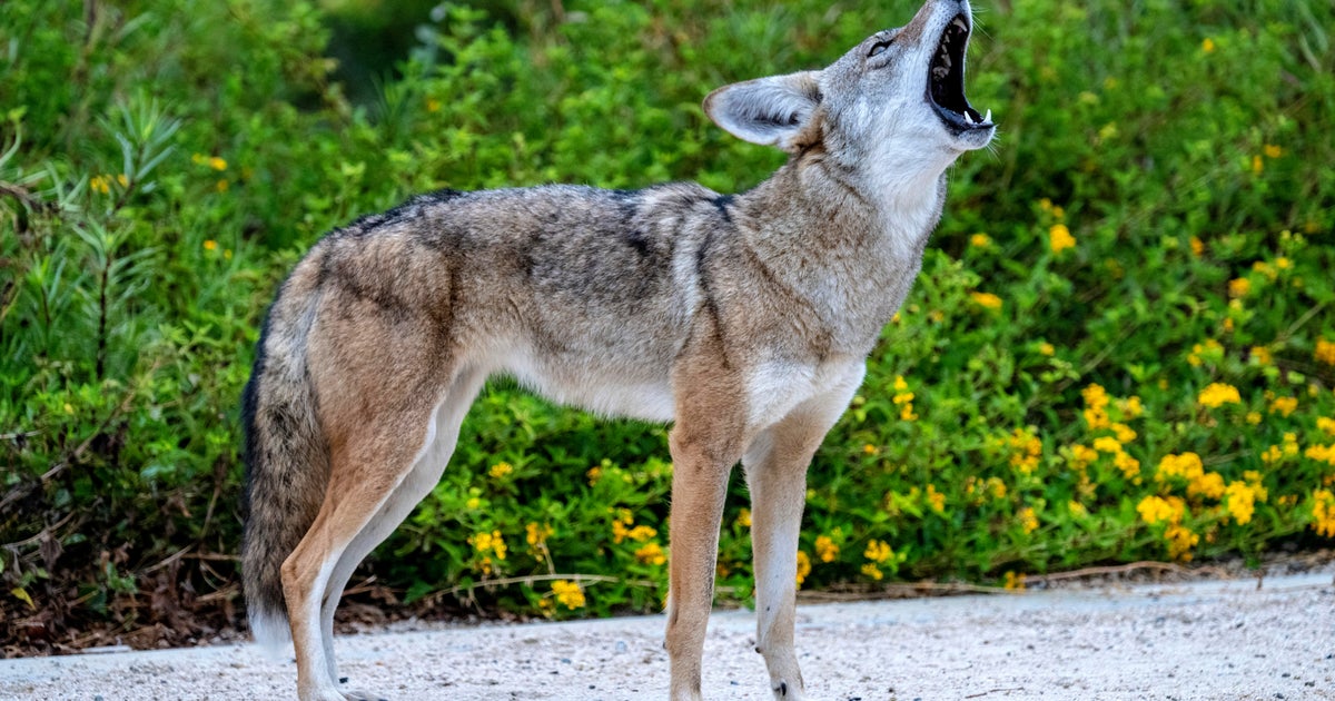 Grand Rapids residents urged to be on lookout for coyotes 