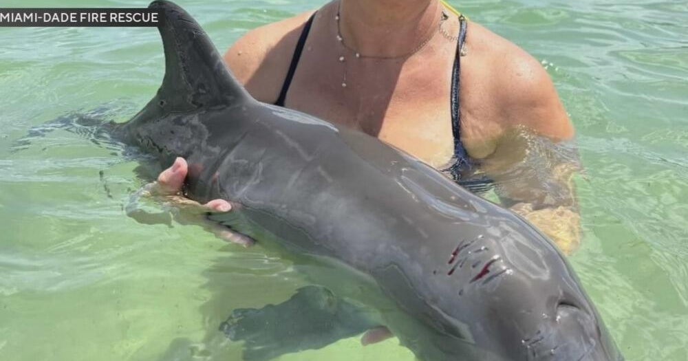 Lifeguards Rescue Injured Dolphin Calf Haulover Beach Florida