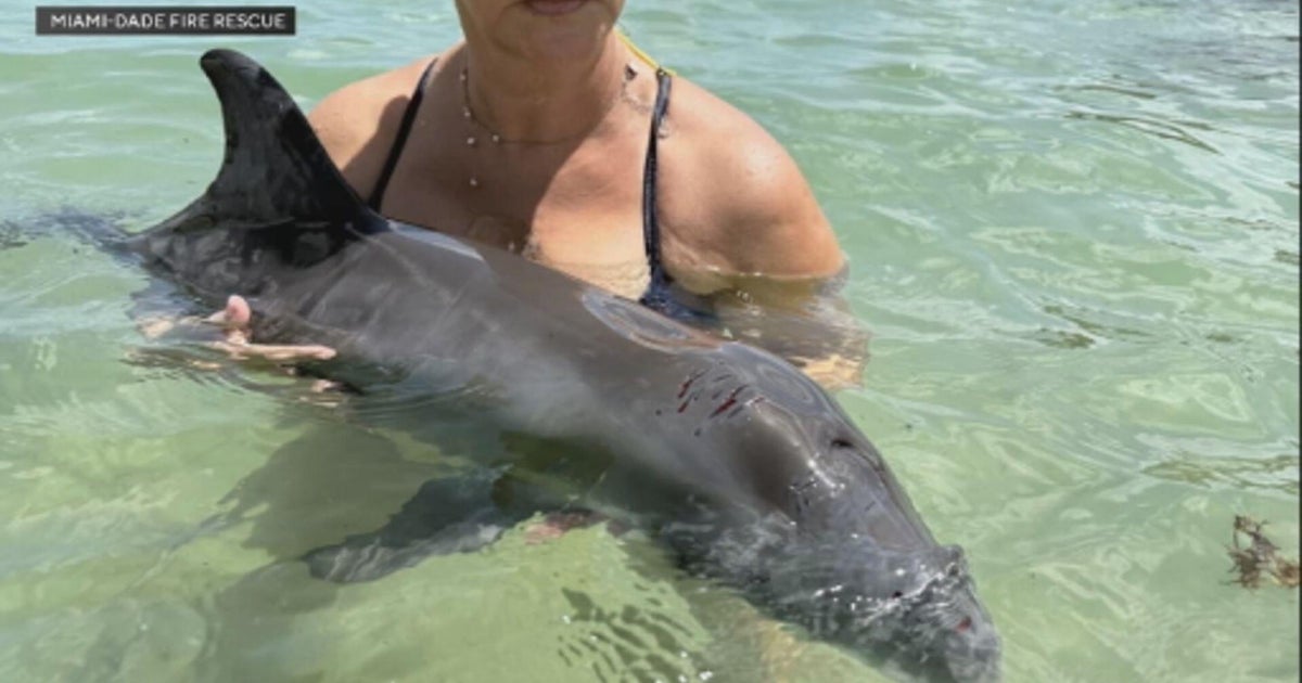 Injured baby dolphin recovering after found on rock jetty at Haulover Beach 