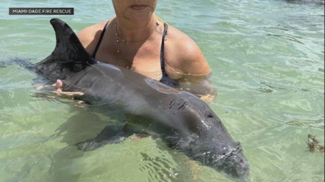 baby-dolphin-rescue-7-26-2025.jpg 