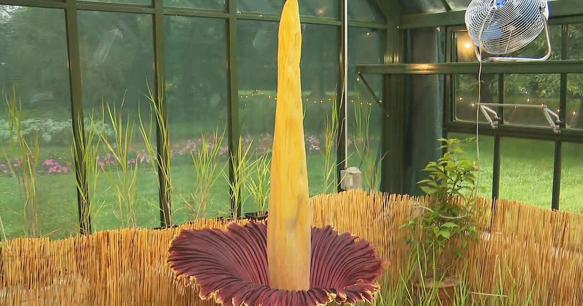 Corpse flower reaches peak bloom as crowds line up for a rare whiff 
