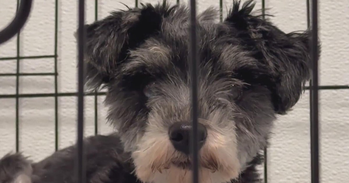 Detroit Dog Rescue issues urgent plea for fosters 