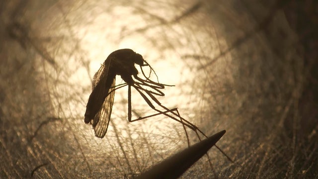 West Nile Virus 