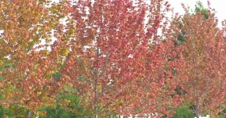 Fall colors are already popping up in parts of the Twin Cities 
