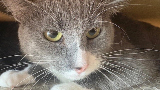 northglenn3-cat-from-northglenn-pd-twitter.jpg 