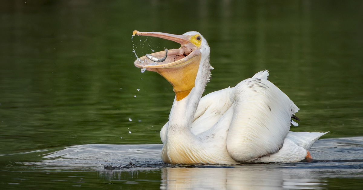 Fishing line by ponds in Longmont piles up and tangles wildlife 