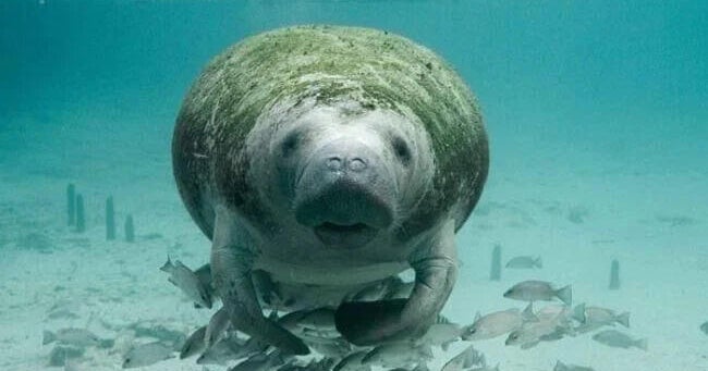 Florida asks court to overturn judge on manatee protection case 