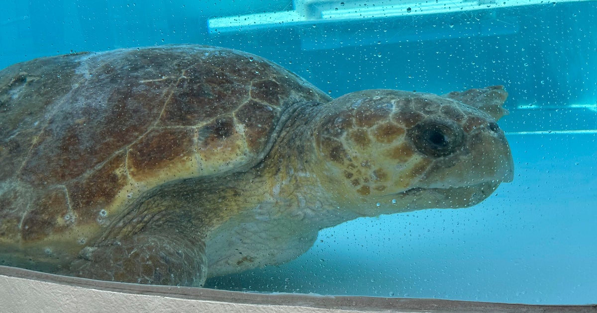 Sea turtle full of eggs returns to ocean after treatment in Florida 