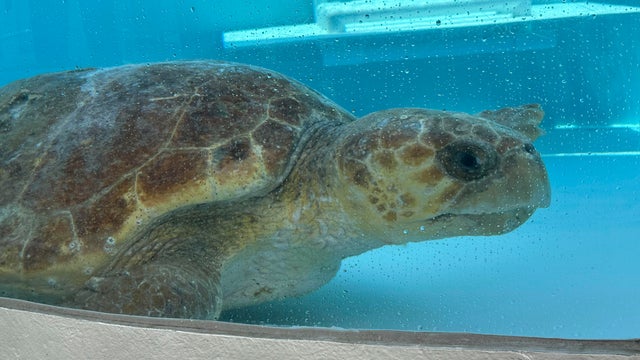 Sea Turtle Release 
