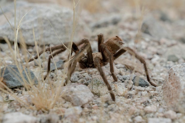 LAUGHLIN, NEVADA - NOVEMBER, 17: A tarantula walks in Hiko Spri 
