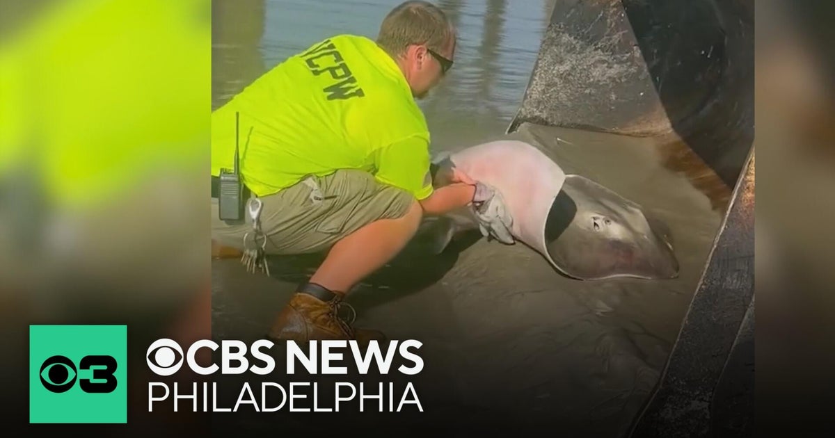 Ventnor City workers rescue pregnant stingray stranded on Jersey Shore ...