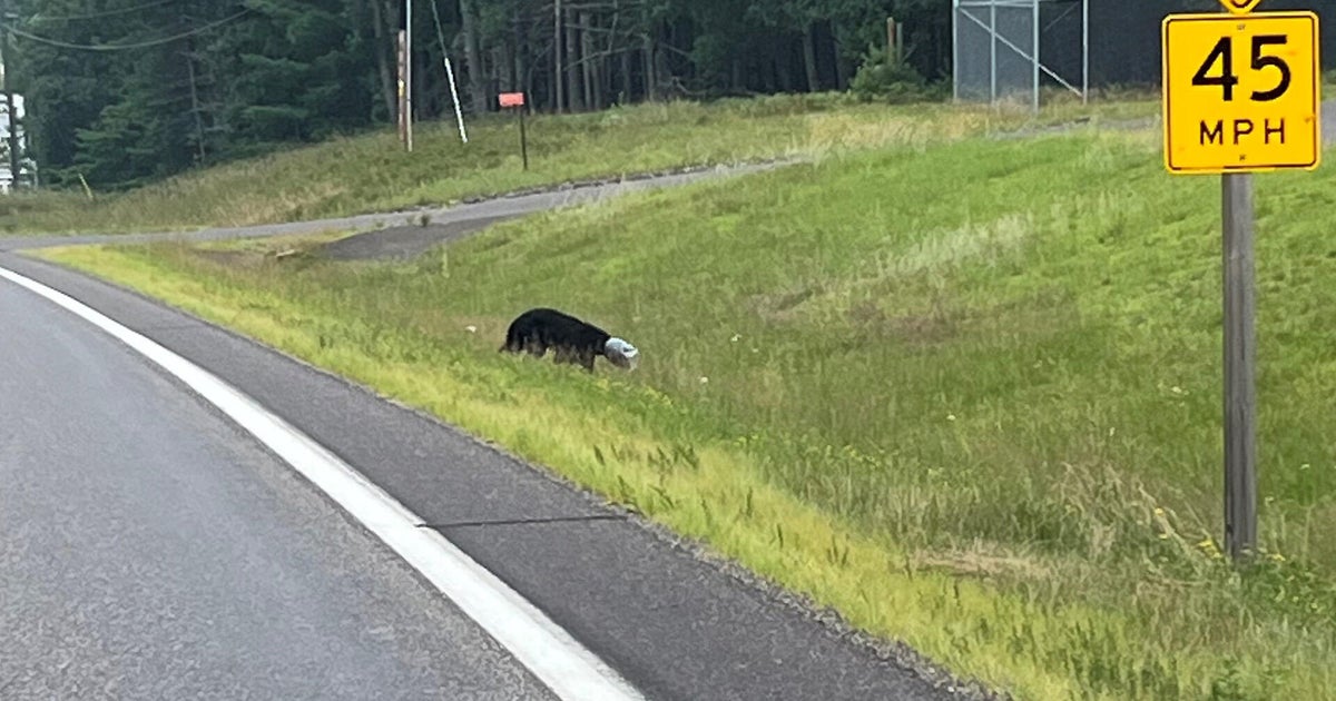 Wisconsin DNR on lookout for bear with jar stuck on its head 