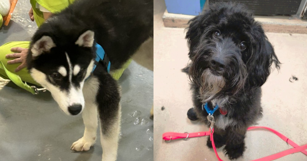 2 more dogs move into Allegheny County Jail for TAILS training program 