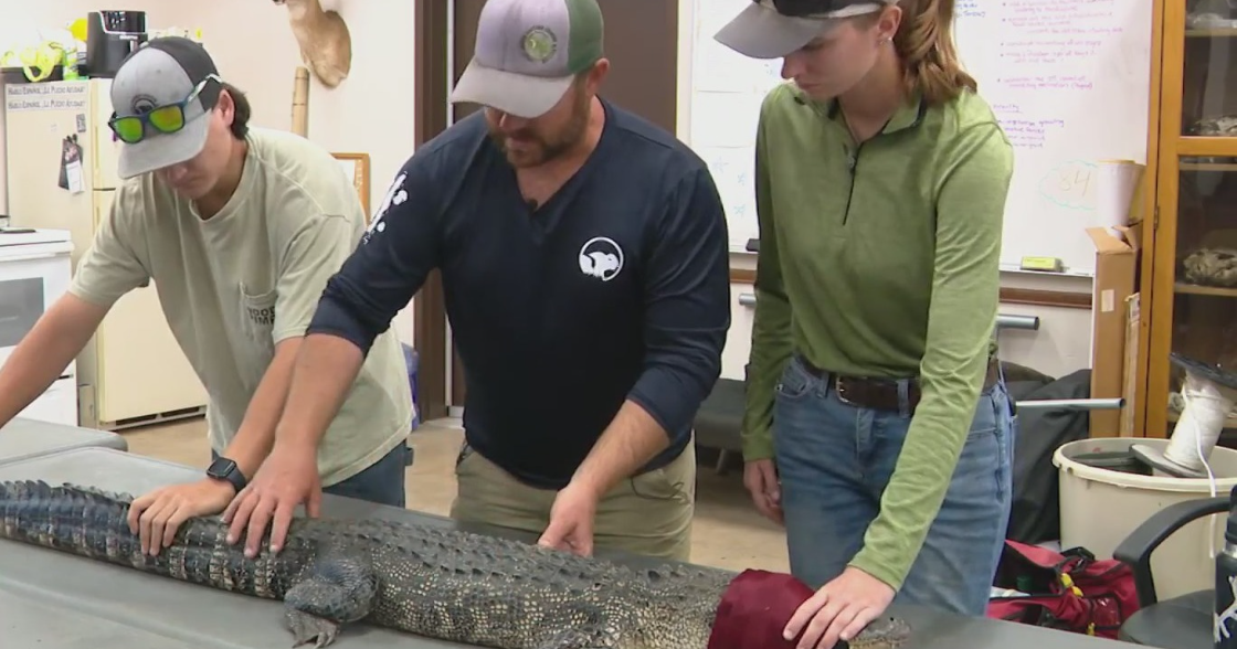 Alligators are nesting in Fort Worth — and researchers are racing to track them 