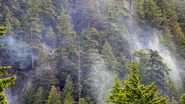 Squamish Declares State Of Emergency Due To Wildfire 