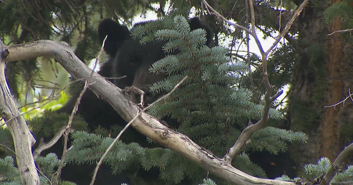 Silverthorne temporarily closes popular rec path for bear stuck in tree 