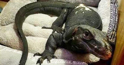 Escaped 5-foot-long lizard spotted again wandering in Massachusetts 
