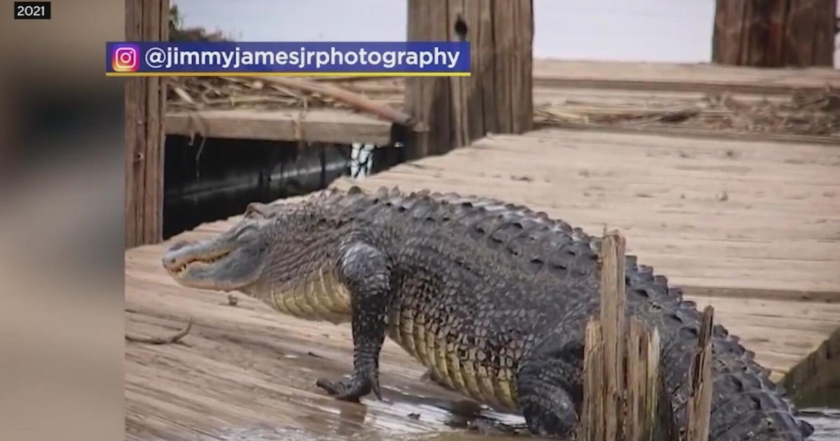 Researchers track baby alligators in North Texas