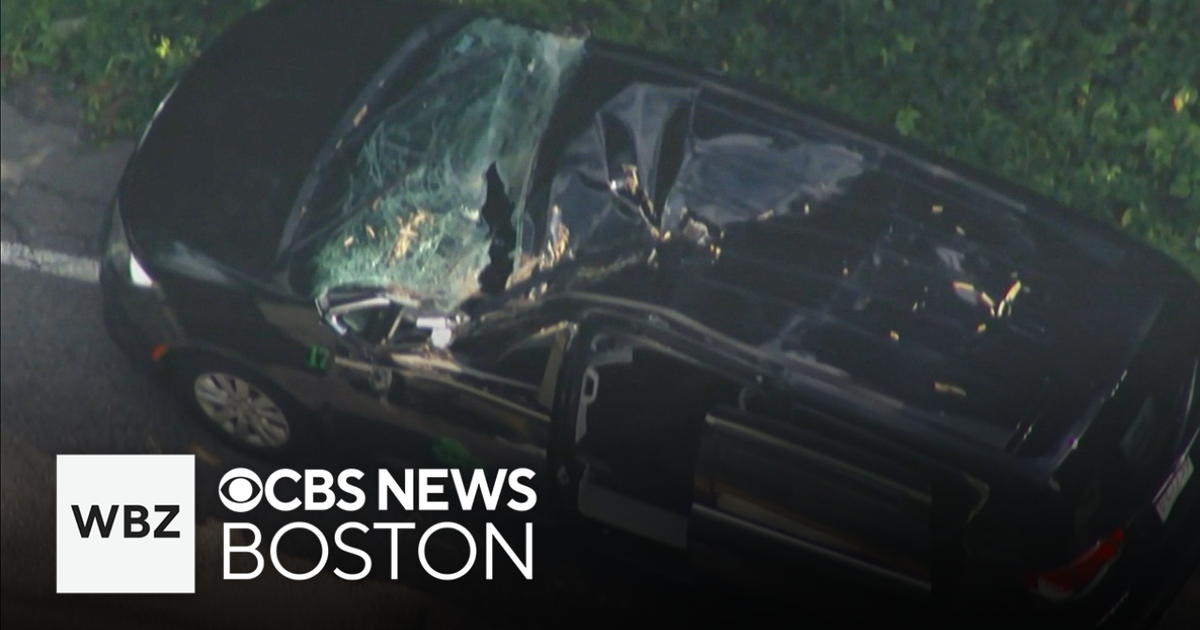 Man injured after tree falls onto car in Holliston - CBS Boston