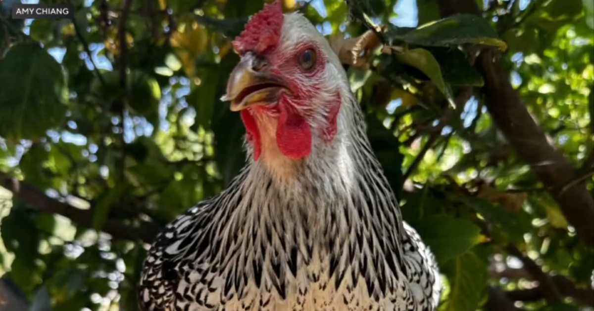 Mid-Wilshire neighborhood pleads for Lacey the chicken's return 