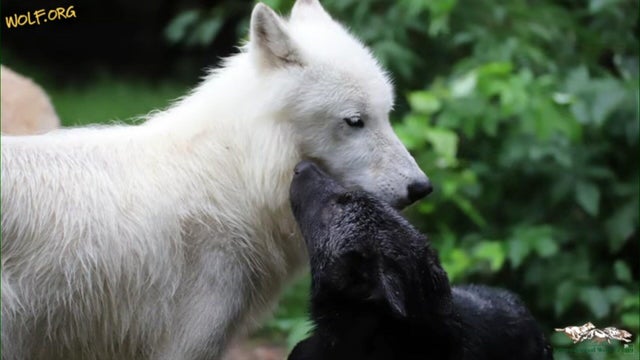 inx-new-pups-credit-international-wolf-center-080325-07-25-5002.jpg 