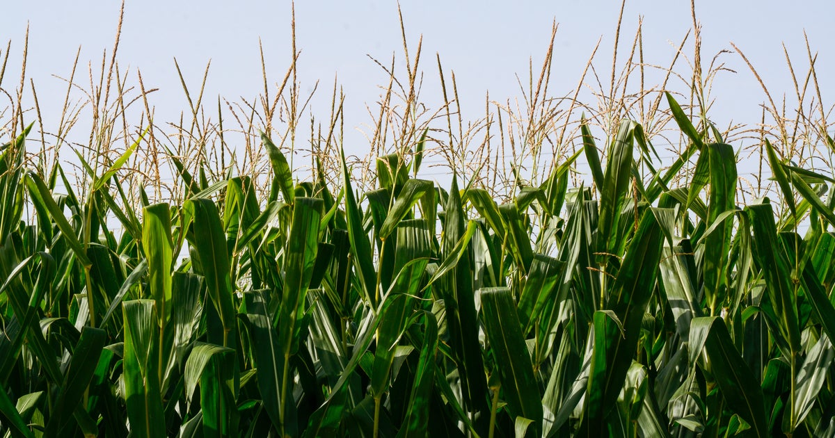 77-year-old man killed in farming accident in Cinnaminson, New Jersey 
