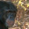 A visit to chimpanzee sanctuary Chimp Haven