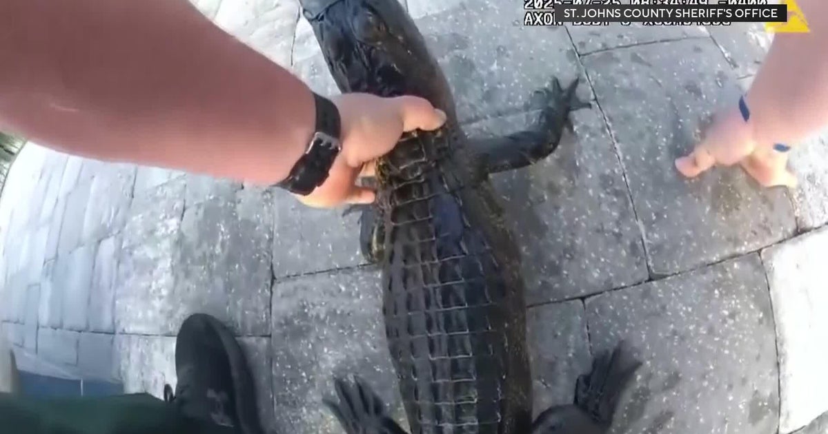 Florida deputy removes small alligator from a pool with his bare hands
