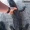 Video shows Florida deputy removing alligator from pool with bare hands