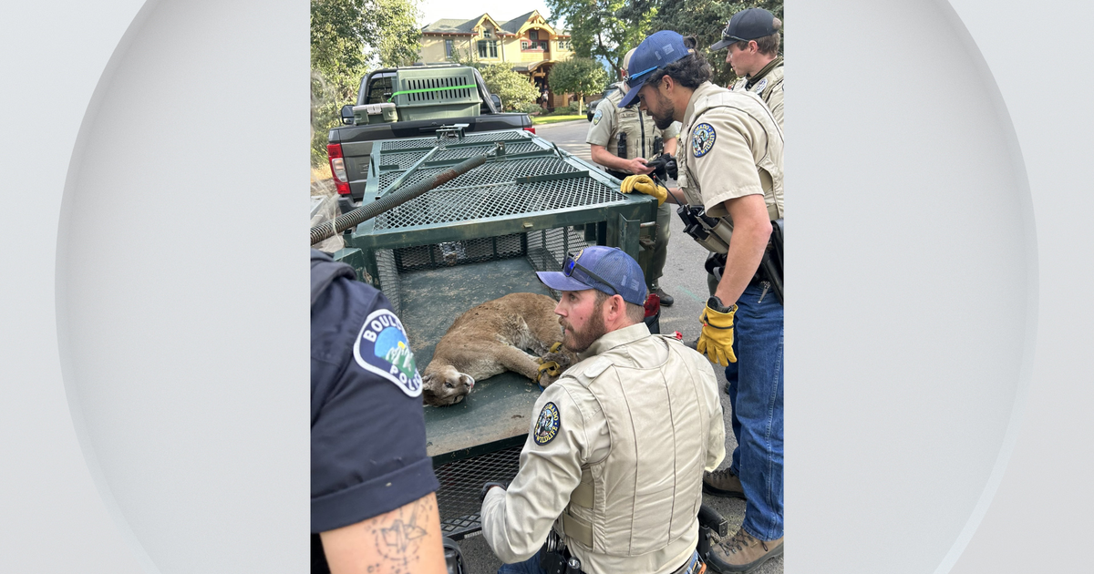 Mountain lion that killed dog in Boulder captured, relocated 