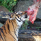 Zoo asks public to donate unwanted small pets to feed captive predators