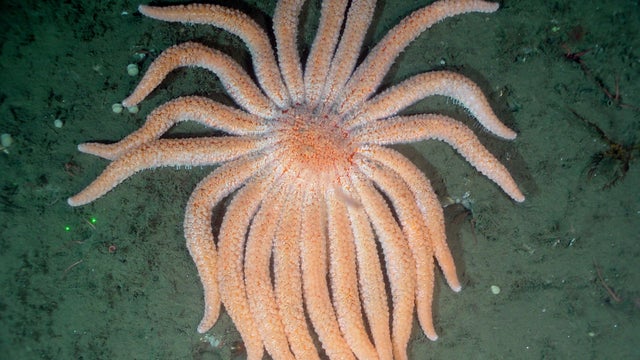 Sunflower Sea star (Pycnopodia Helianthoides) 