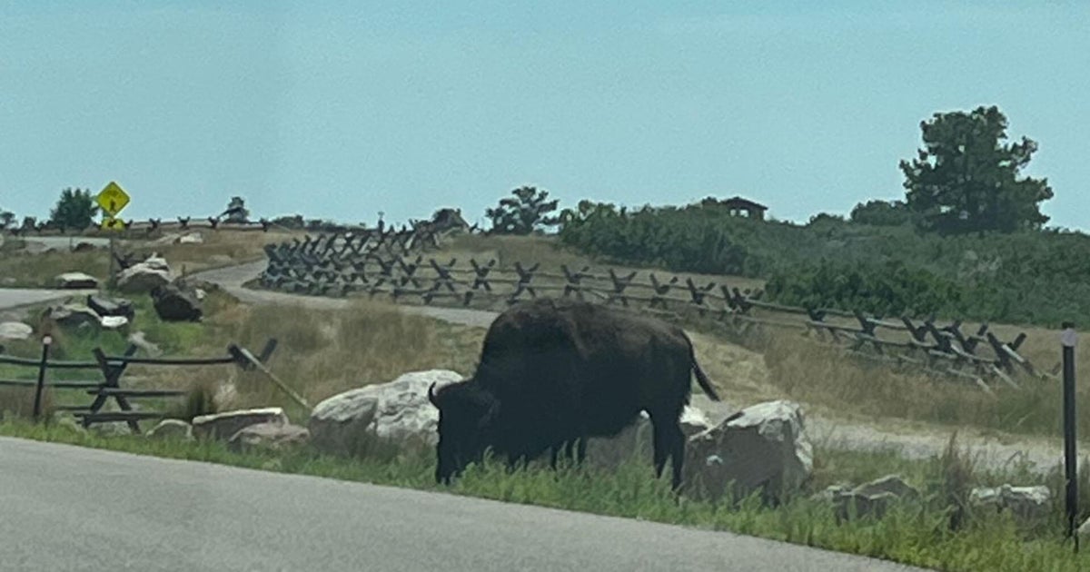 Escaped bison causes temporary closure of park 