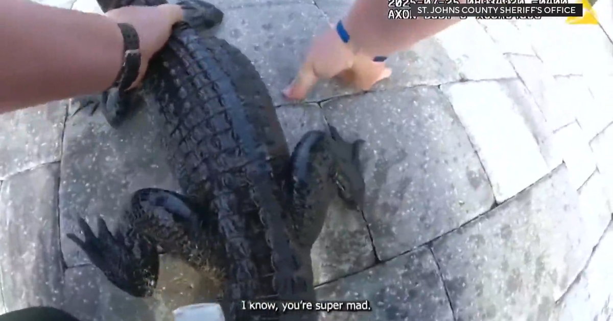 Florida deputy hauls small alligator out of pool with his bare hand