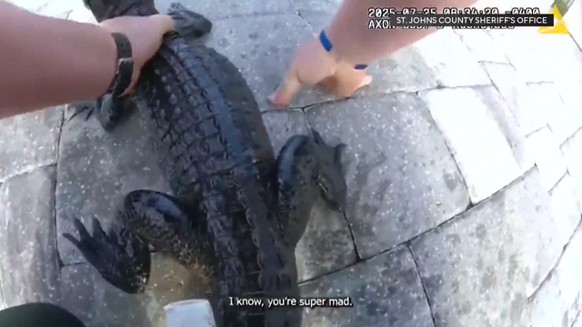 anvato-6711748-florida-deputy-removes-small-alligator-from-a-pool-with-his-bare-hand-14-680511.png 