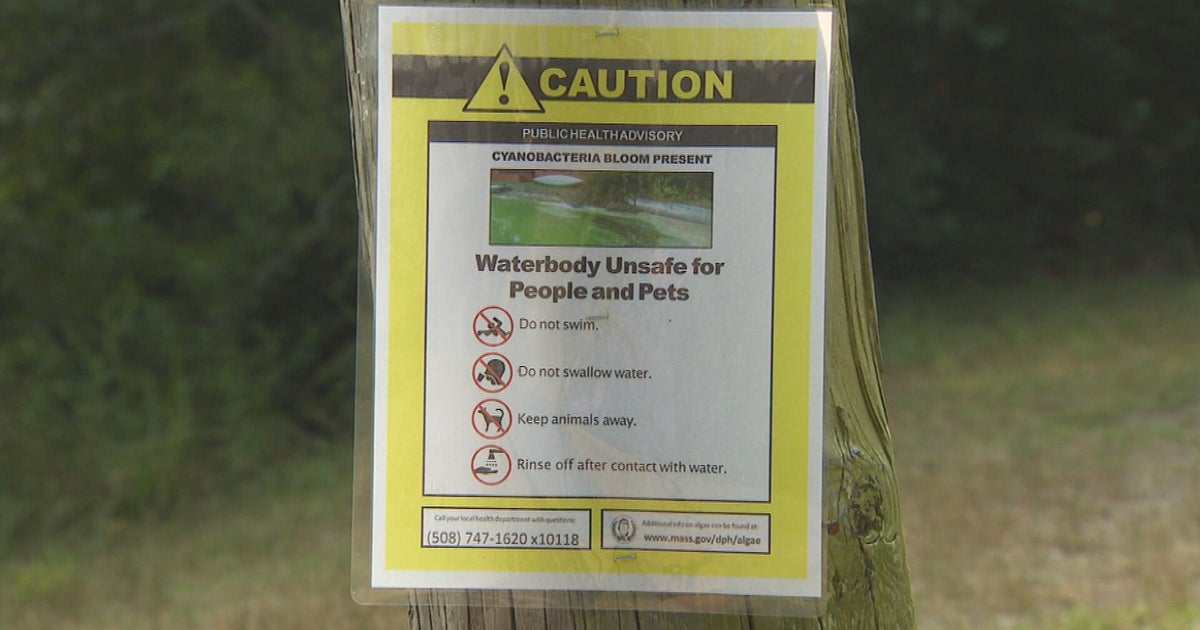 Dangerous bacteria closes 6 ponds in Plymouth, Massachusetts 