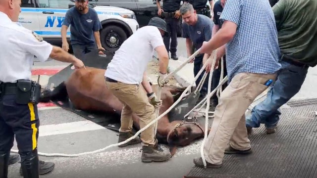 horse-collapse-copy.jpg 