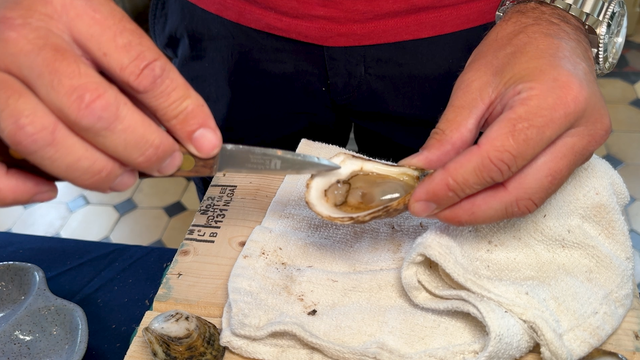 oysters.png 