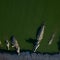 200 crocodiles killed after reptiles resorted to "cannibalistic behavior"