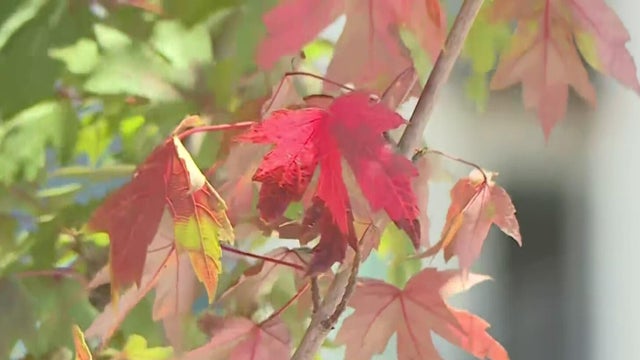 sacramento-trees-early-fall.jpg 