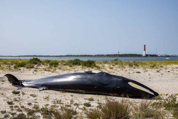whalenewjersey.jpg 
