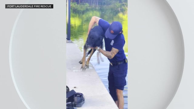 german-shepard-dog-rescue-vids.jpg 